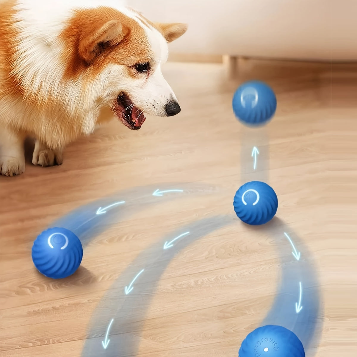 Blue smart ball rolling, corgi watching