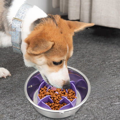Corgi eating from purple insert bowl